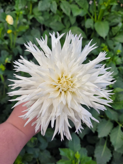 Colwood Hope - Dahlia Tuber