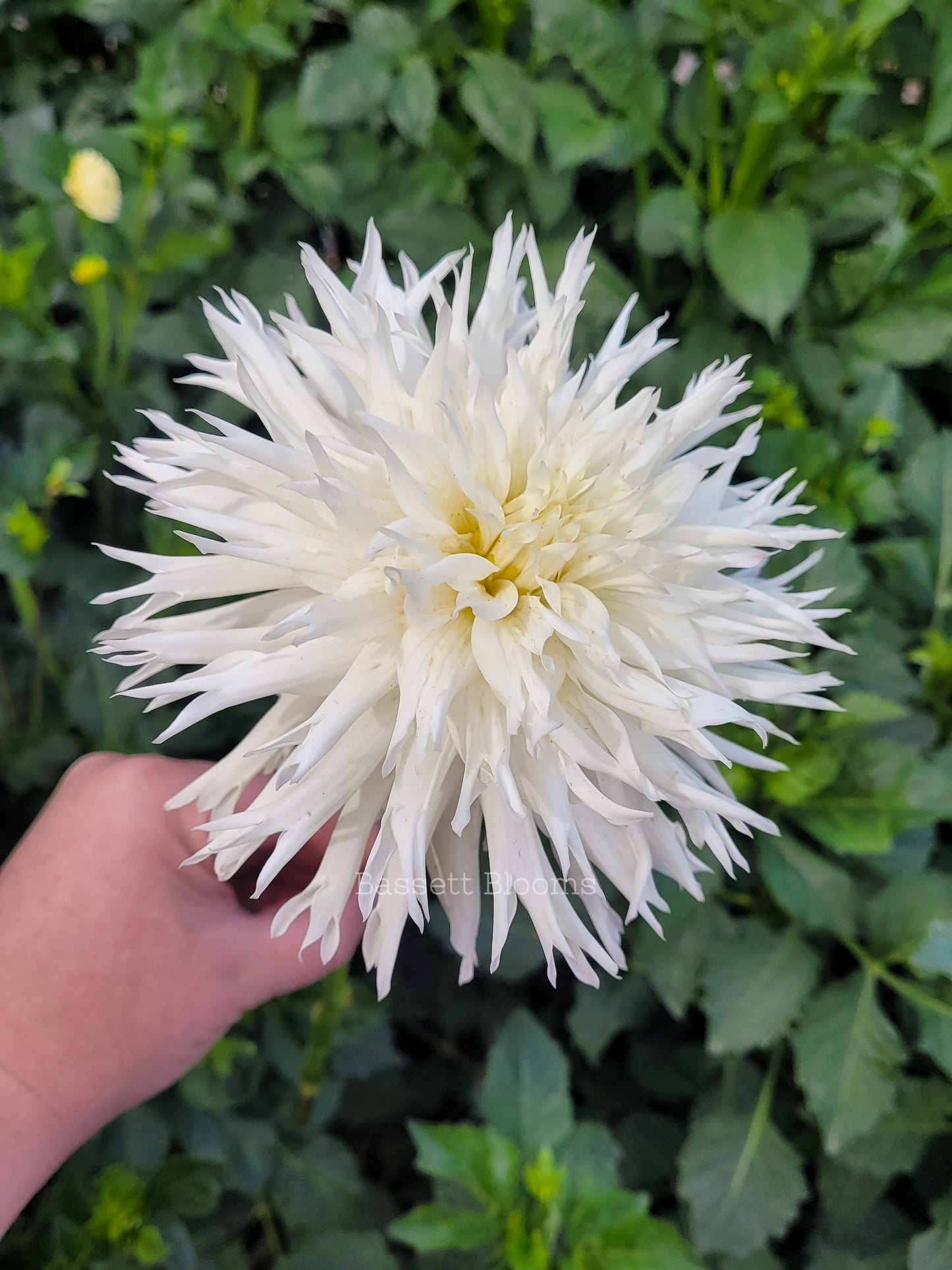 Colwood Hope - Dahlia Tuber