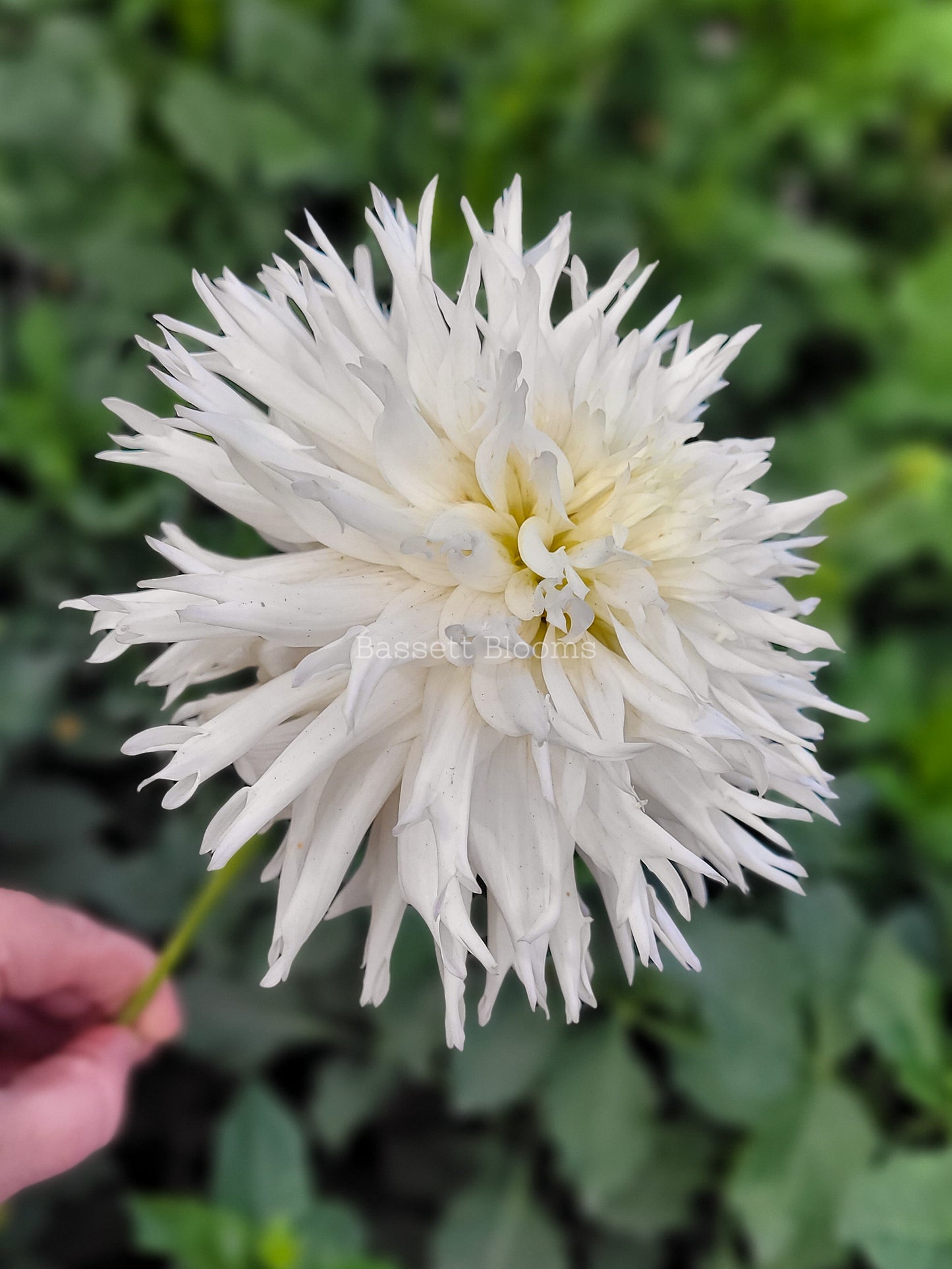 Colwood Hope - Dahlia Tuber
