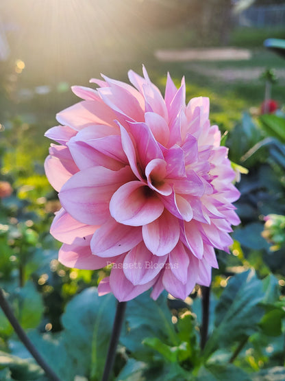 Coralie - Dahlia Tuber