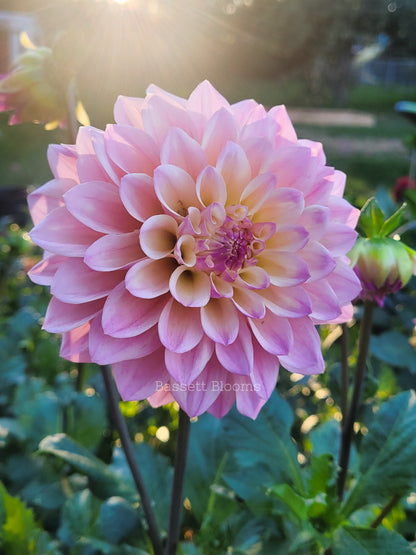Coralie - Dahlia Tuber
