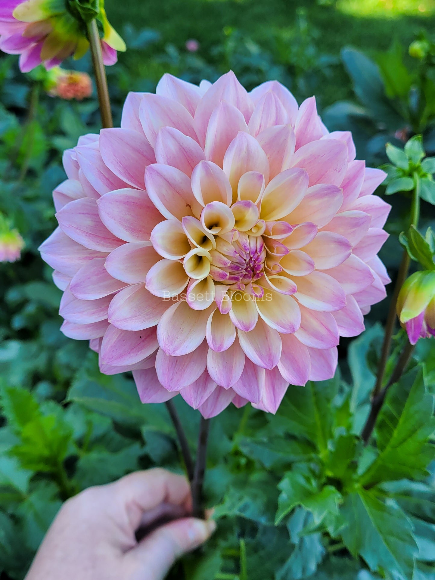 Coralie - Dahlia Tuber