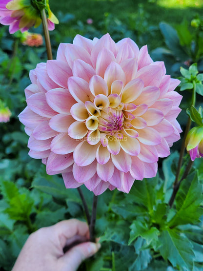 Coralie - Dahlia Tuber
