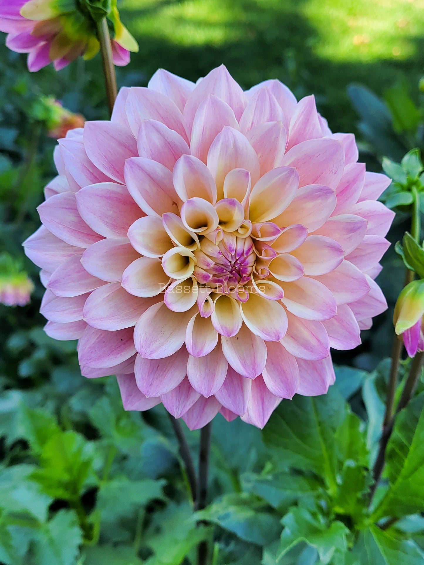 Coralie - Dahlia Tuber