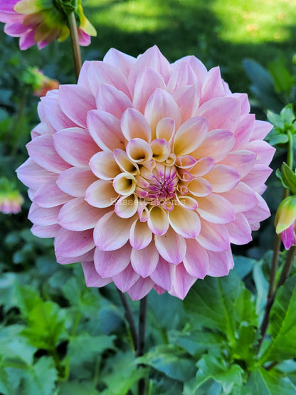 Coralie - Dahlia Tuber