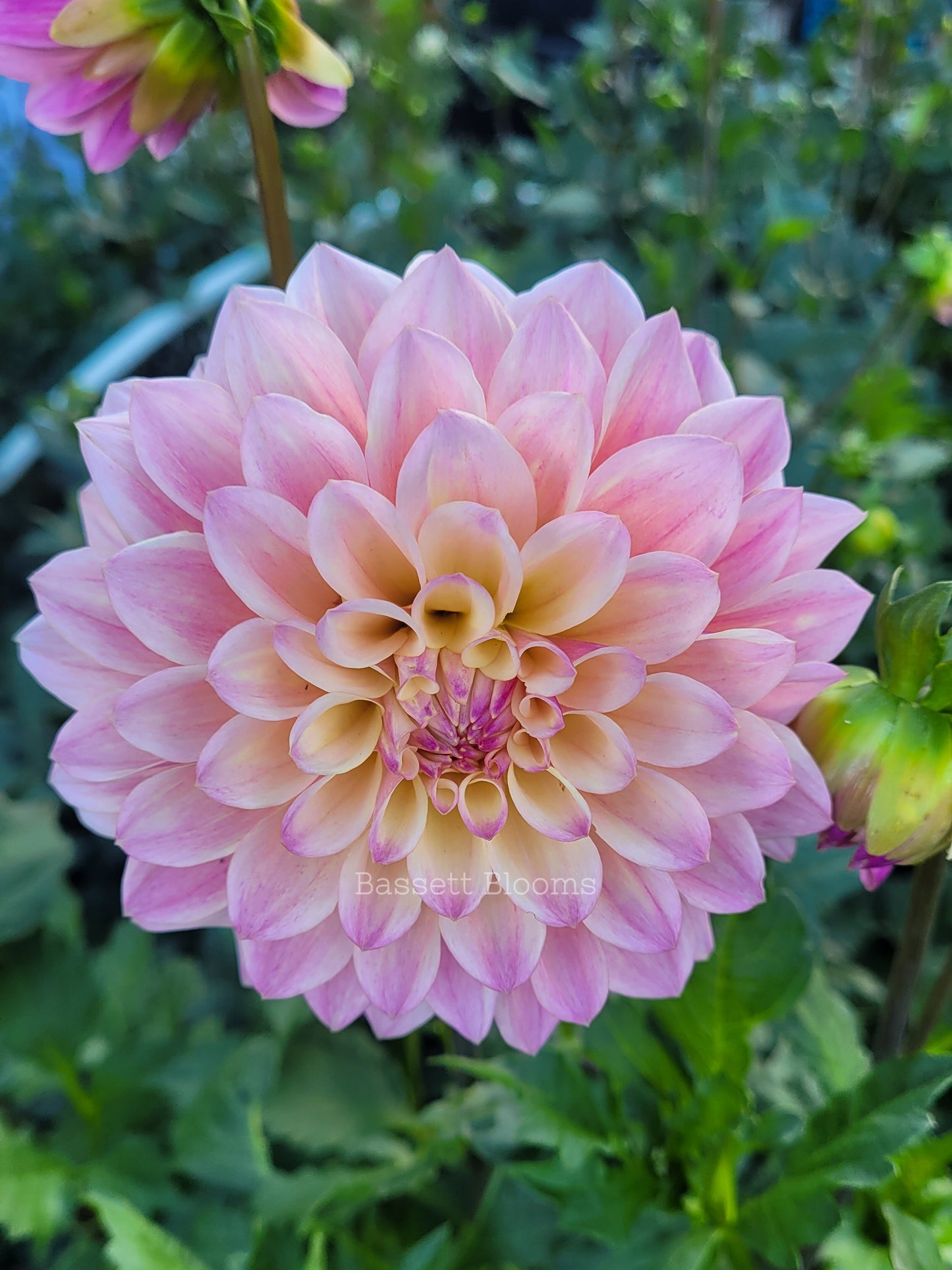 Coralie - Dahlia Tuber