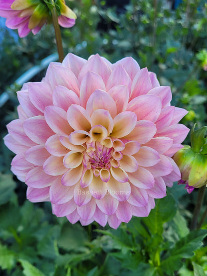 Coralie - Dahlia Tuber