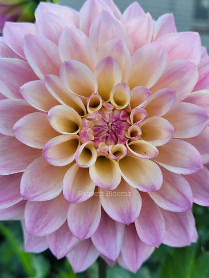 Coralie - Dahlia Tuber