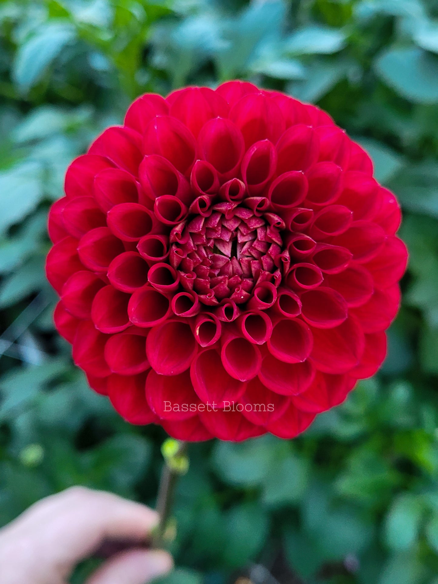 Cornel - Dahlia Tuber