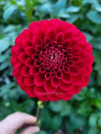 Cornel - Dahlia Tuber