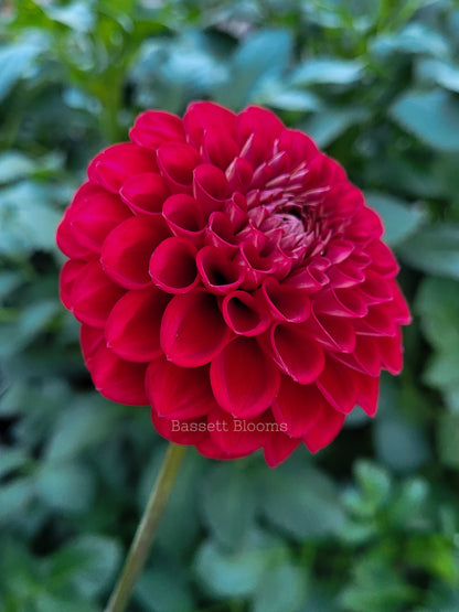 Cornel - Dahlia Tuber