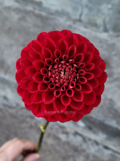 Cornel - Dahlia Tuber