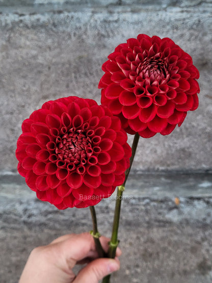Cornel - Dahlia Tuber