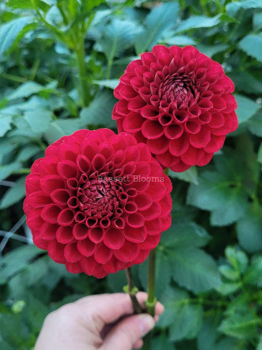 Cornel - Dahlia Tuber