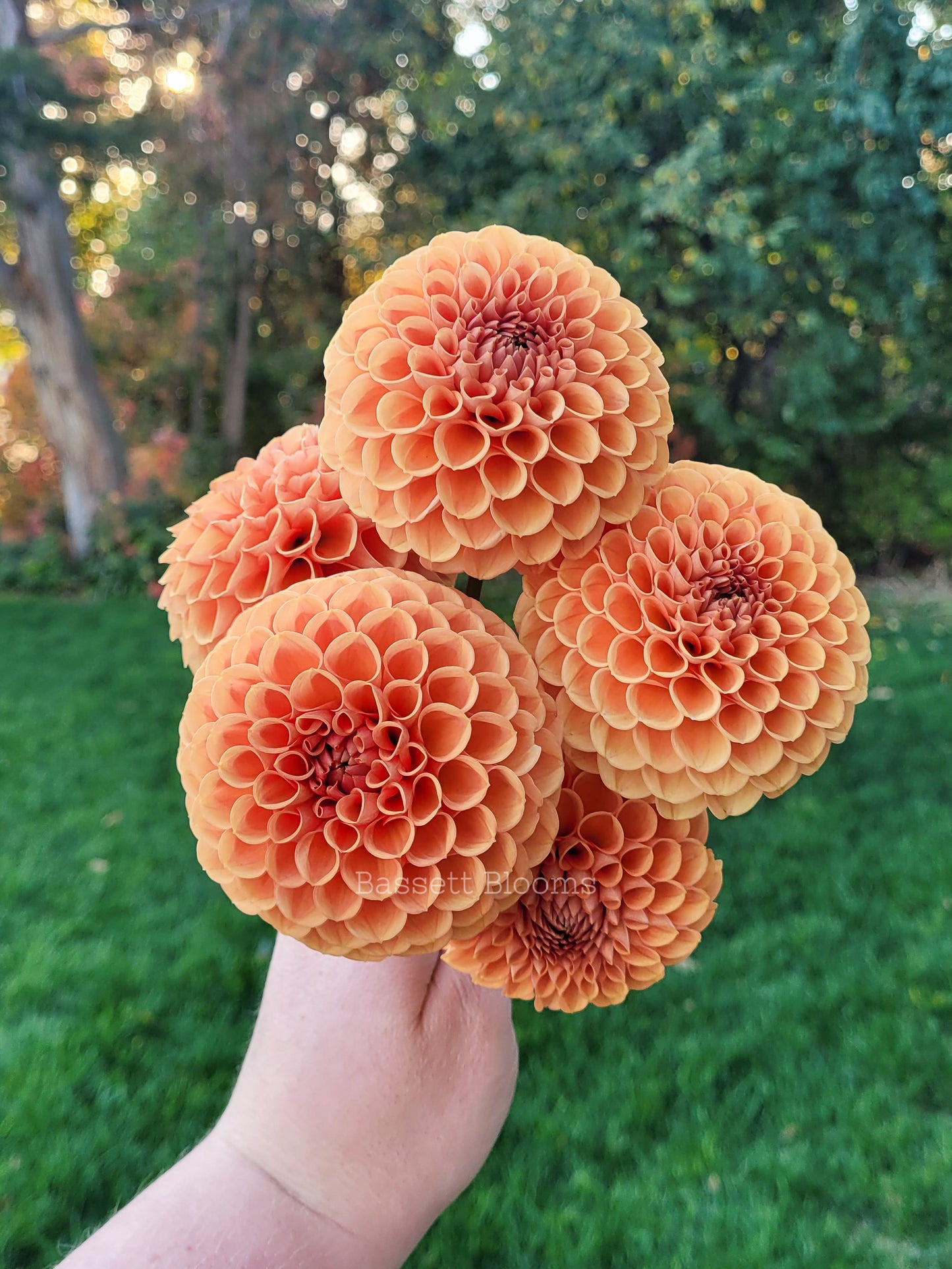 Cornel Bronze - Dahlia Tuber