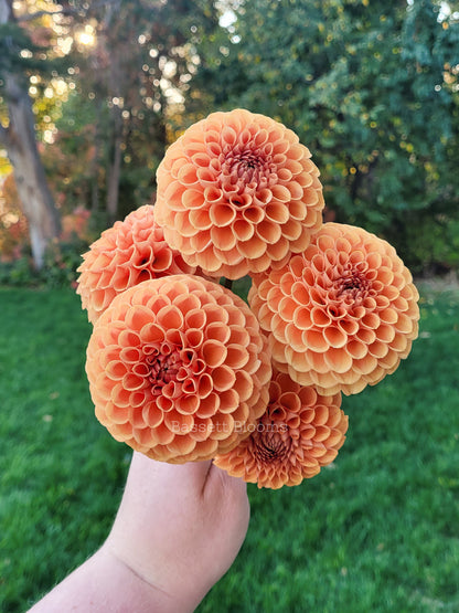 Cornel Bronze - Dahlia Tuber