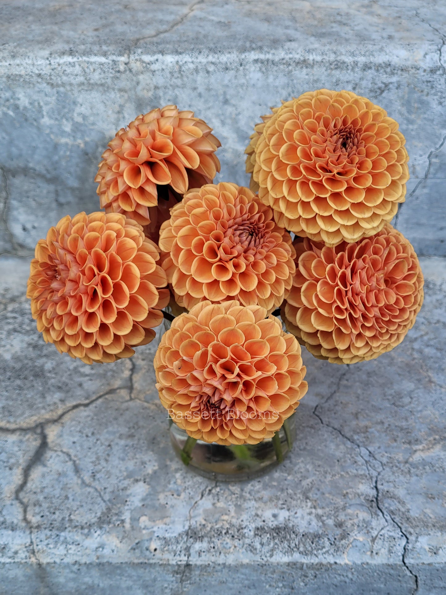 Cornel Bronze - Dahlia Tuber