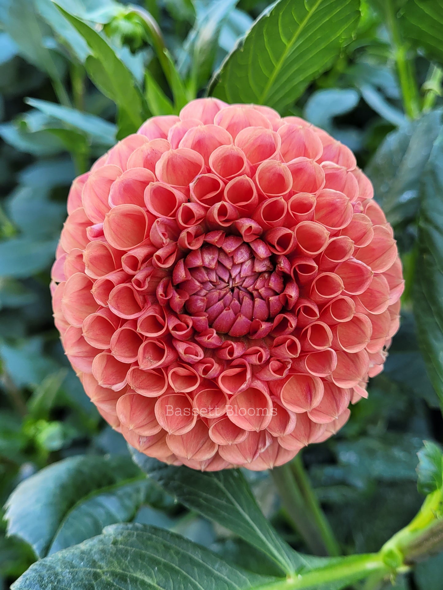 Cornel Bronze - Dahlia Tuber