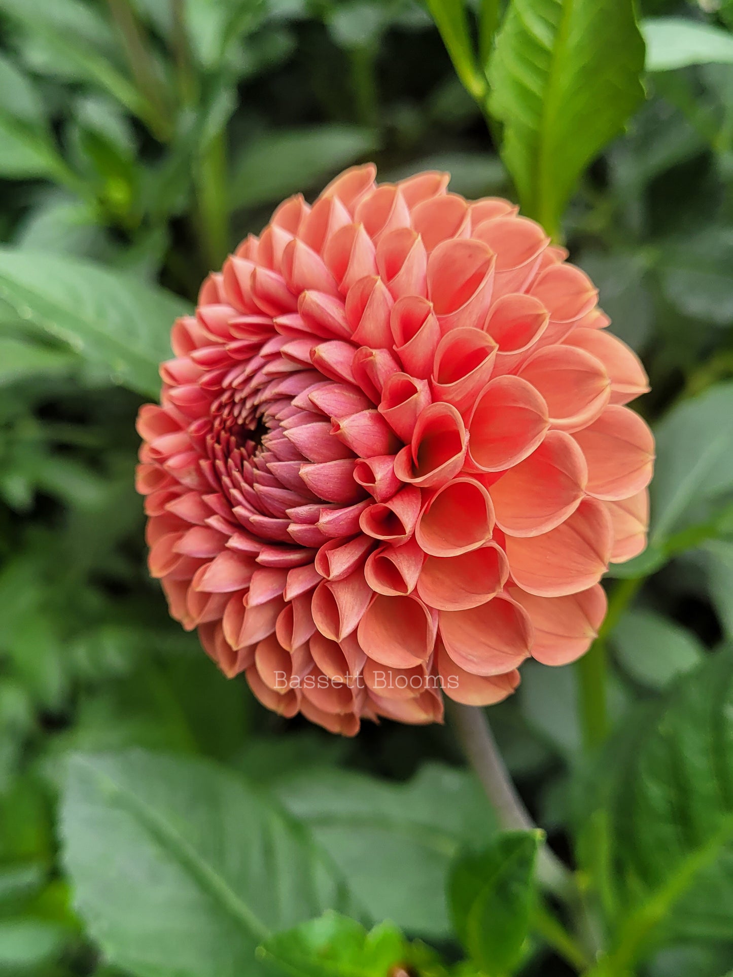 Cornel Bronze - Dahlia Tuber