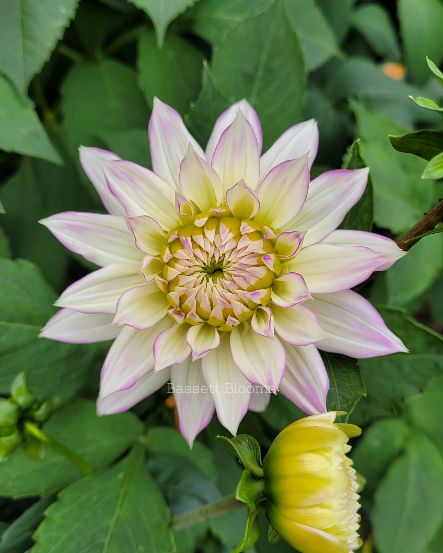 Crazy Love - Dahlia Tuber