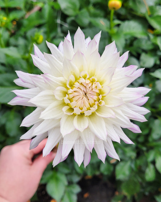 Crazy Love - Dahlia Tuber