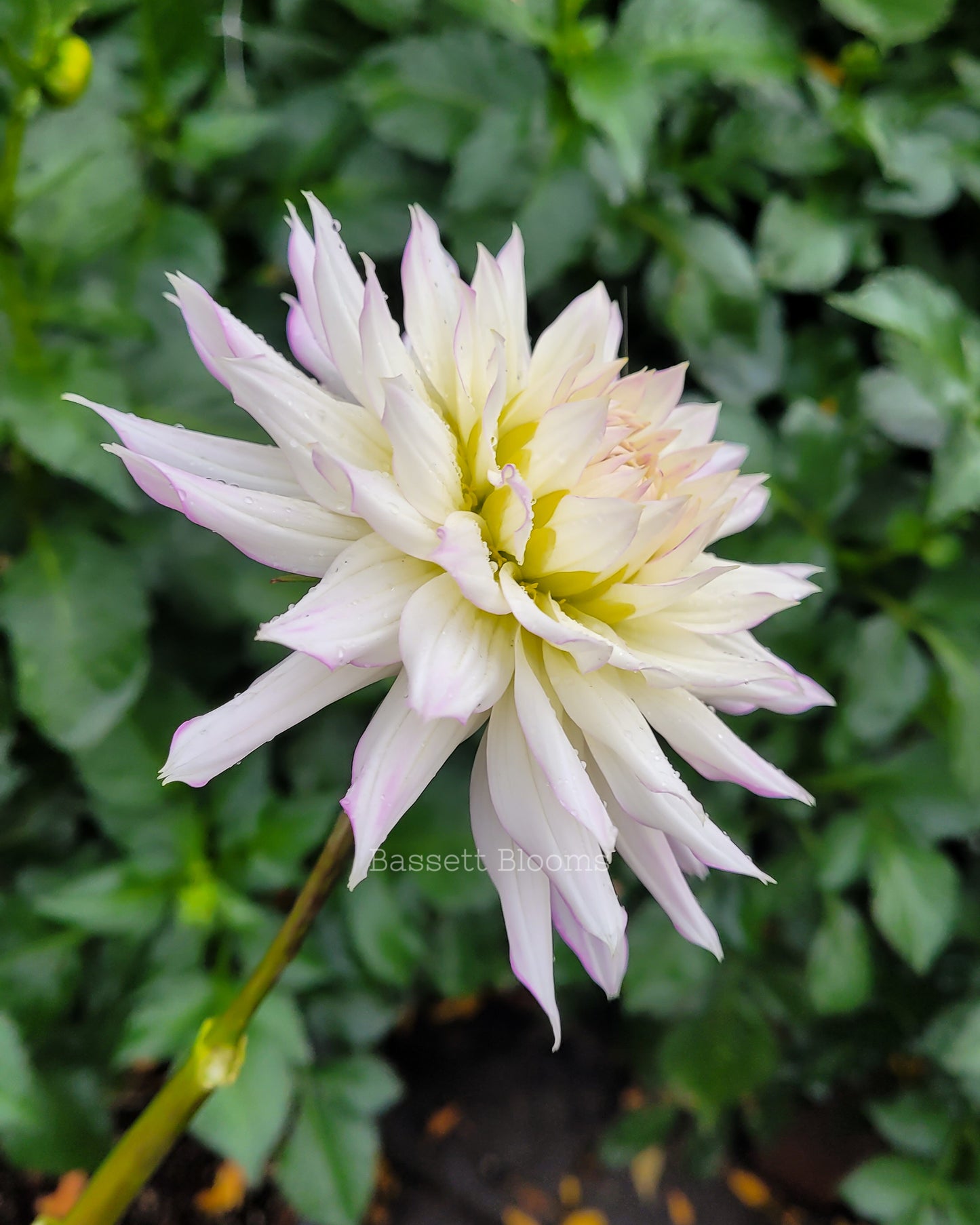 Crazy Love - Dahlia Tuber