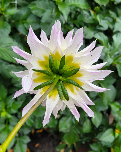 Crazy Love - Dahlia Tuber
