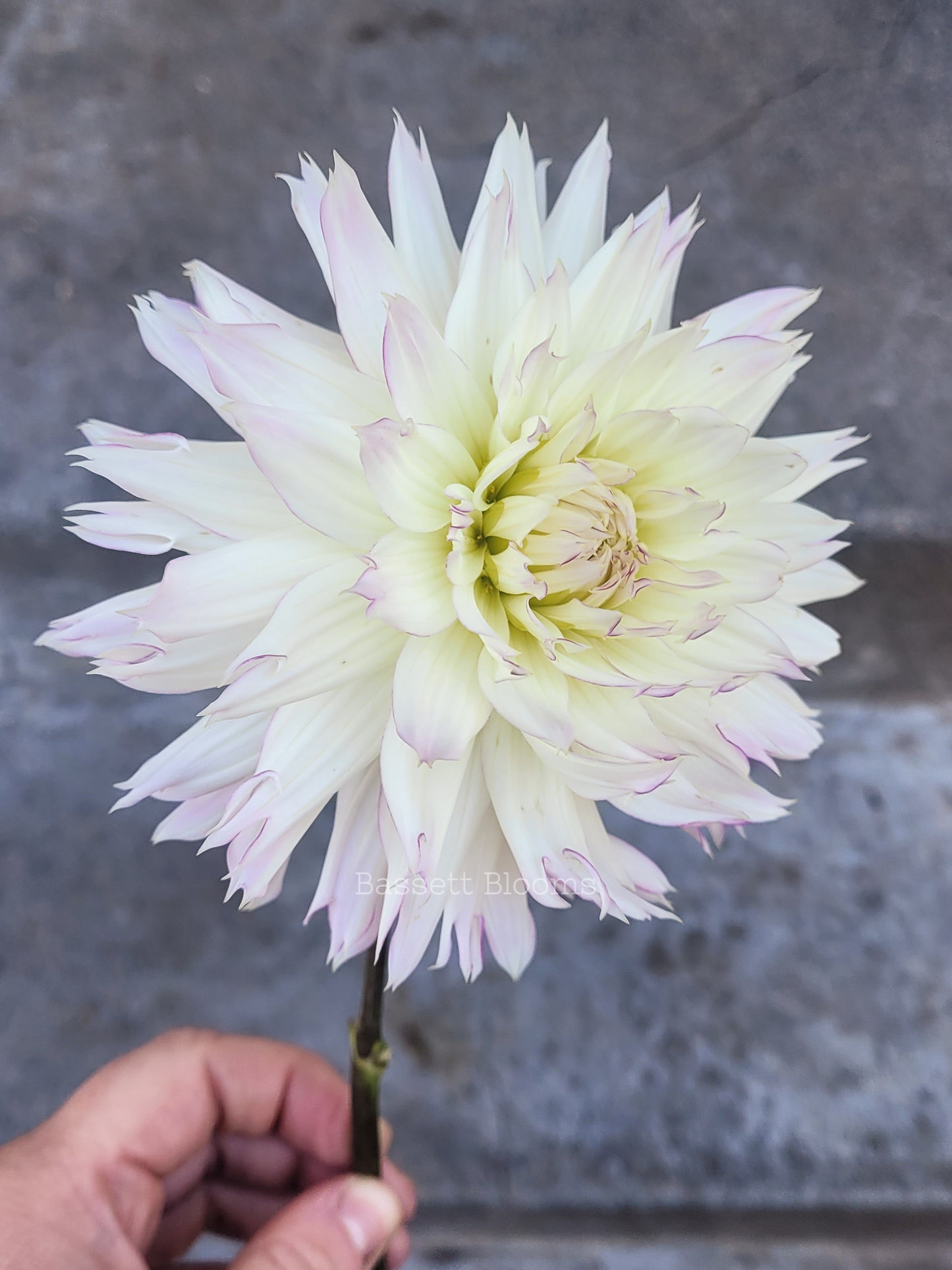 Crazy Love - Dahlia Tuber