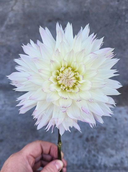 Crazy Love - Dahlia Tuber