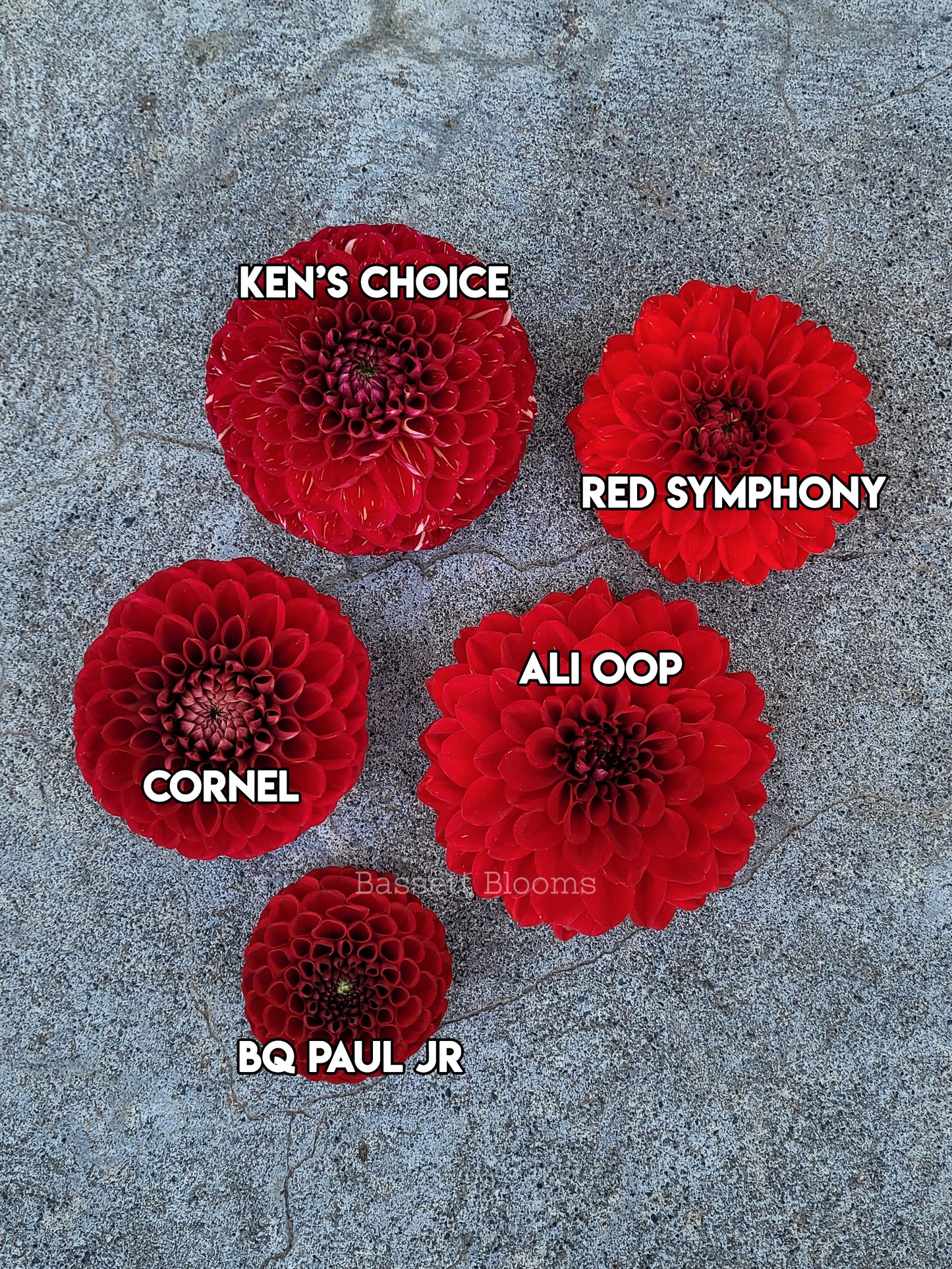 Cornel - Dahlia Tuber (4 PACK)