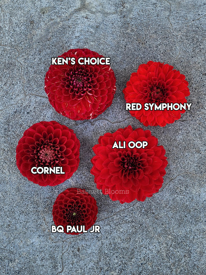 Cornel - Dahlia Tuber (4 PACK)