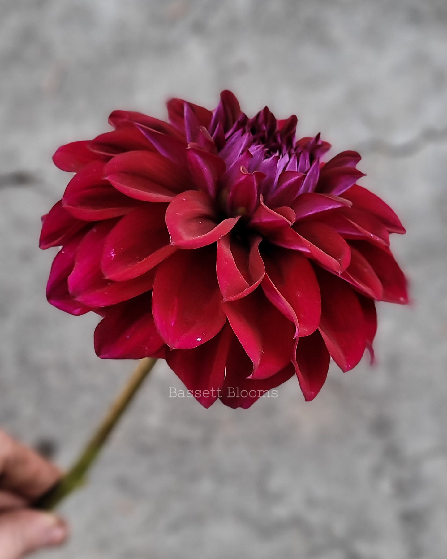 Diva - Dahlia Tuber