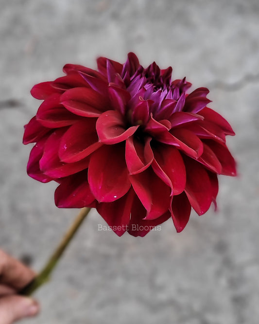 Diva - Dahlia Tuber