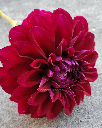 Diva - Dahlia Tuber