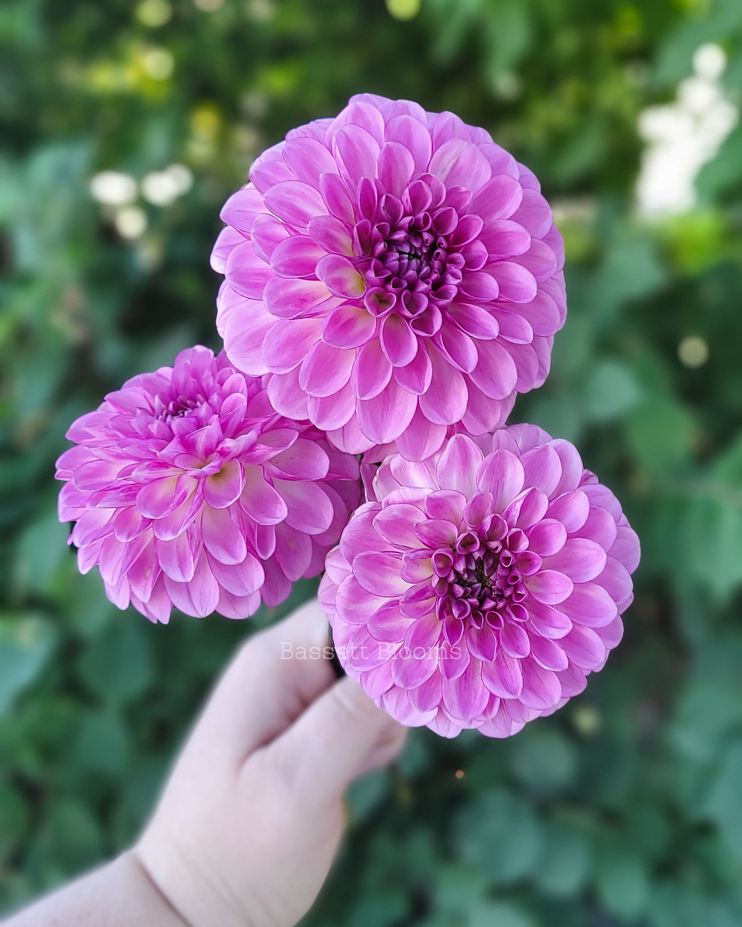 NOID Lavender Ball - Dahlia Tuber