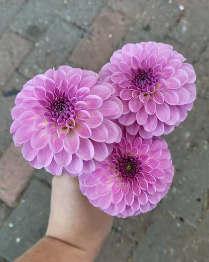 NOID Lavender Ball - Dahlia Tuber