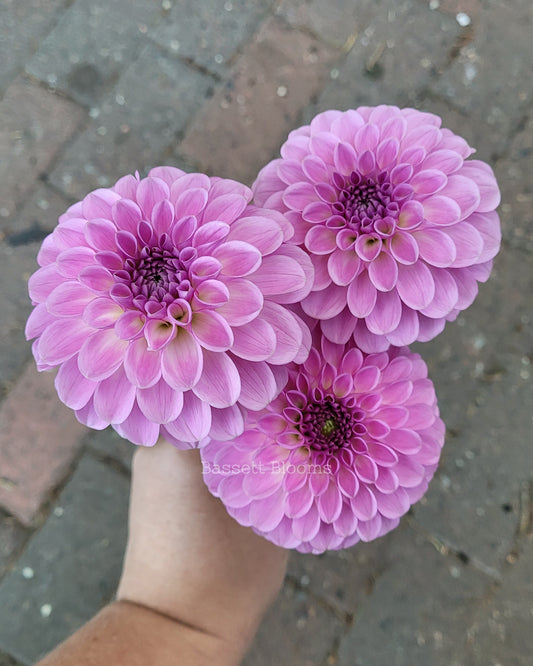 NOID Lavender Ball - Dahlia Tuber