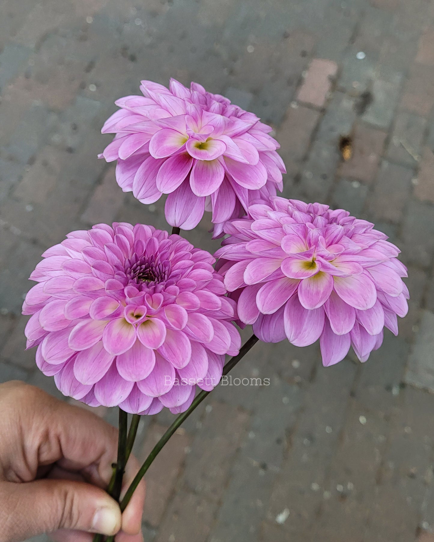 NOID Lavender Ball - Dahlia Tuber