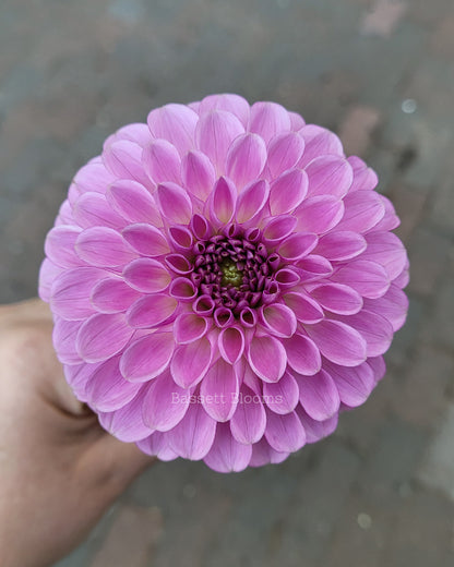 NOID Lavender Ball - Dahlia Tuber