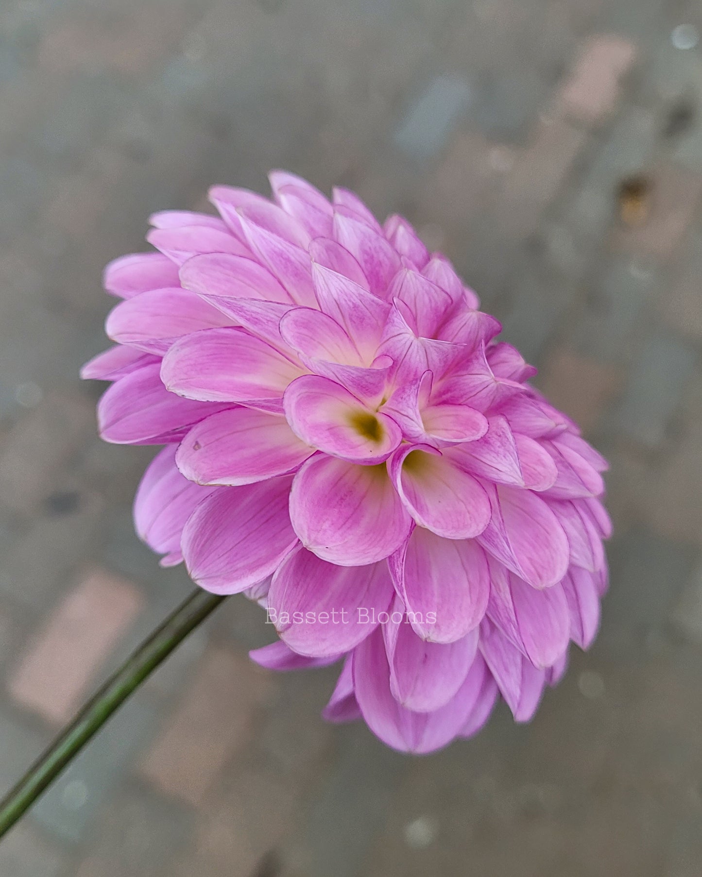 NOID Lavender Ball - Dahlia Tuber
