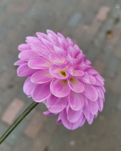 NOID Lavender Ball - Dahlia Tuber