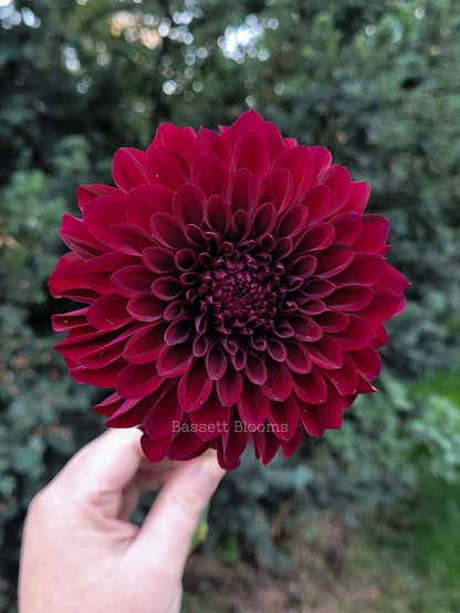 Fidalgo Blacky - Dahlia Tuber