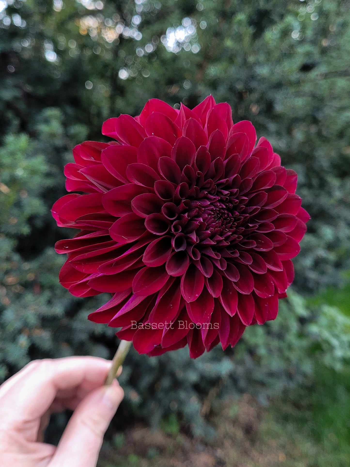 Fidalgo Blacky - Dahlia Tuber