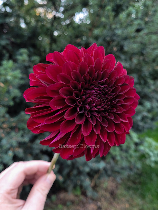 Fidalgo Blacky - Dahlia Tuber