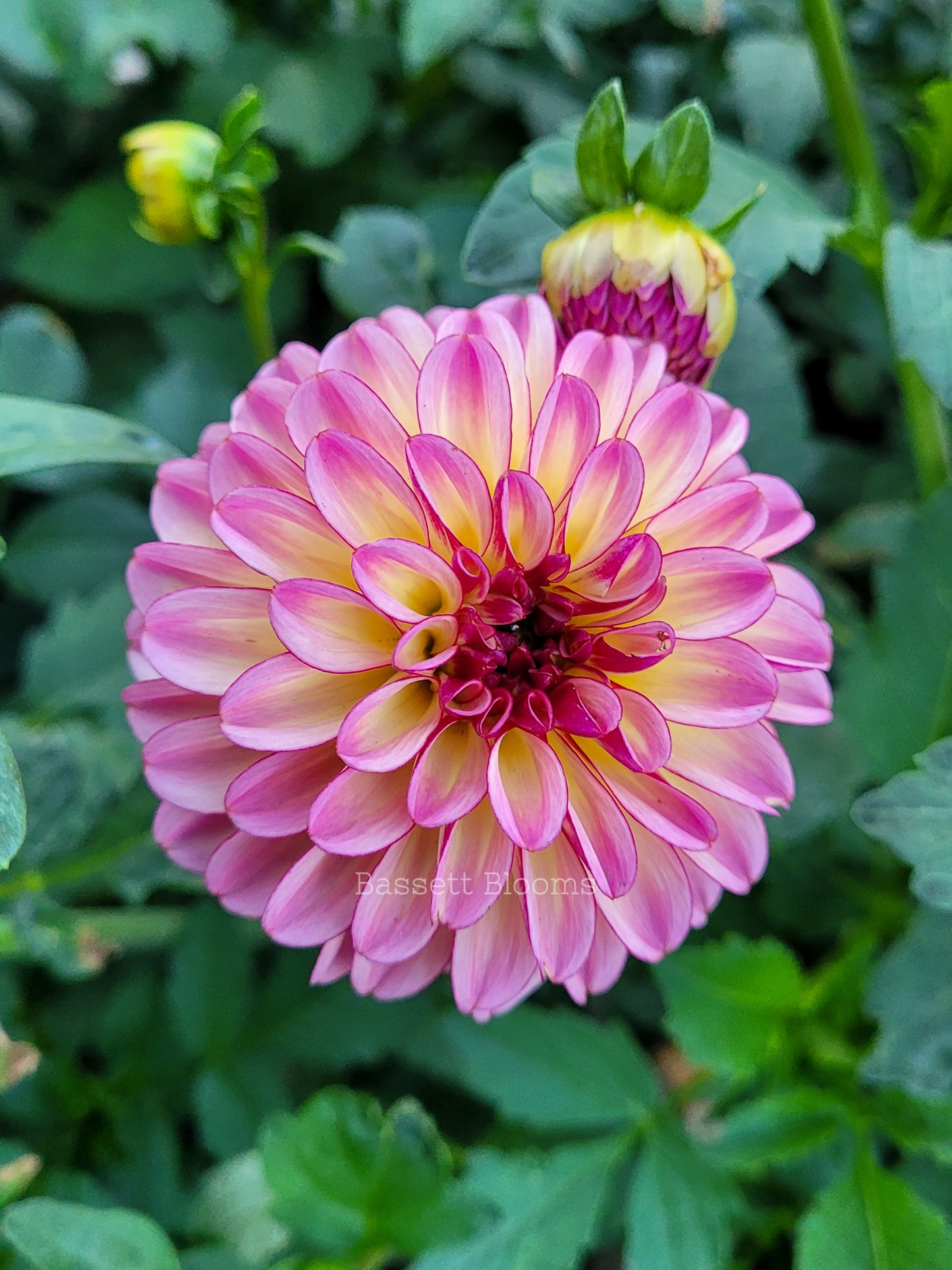 Foxy Lady - Dahlia Tuber