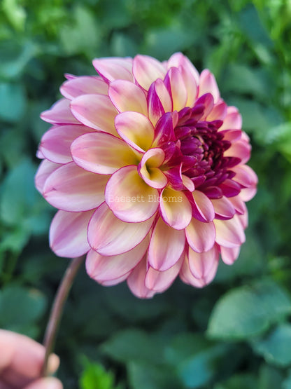 Foxy Lady - Dahlia Tuber