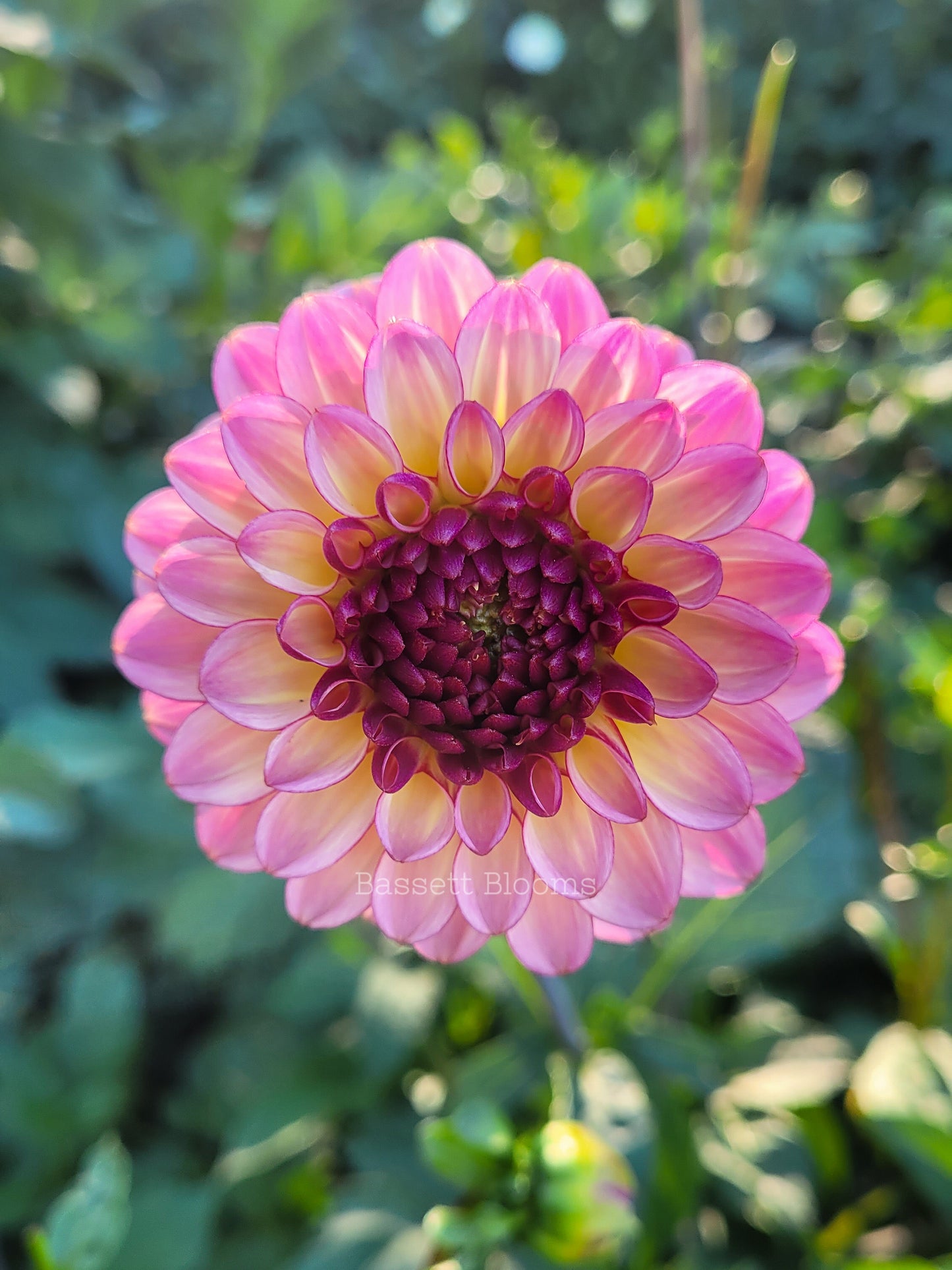 Foxy Lady - Dahlia Tuber