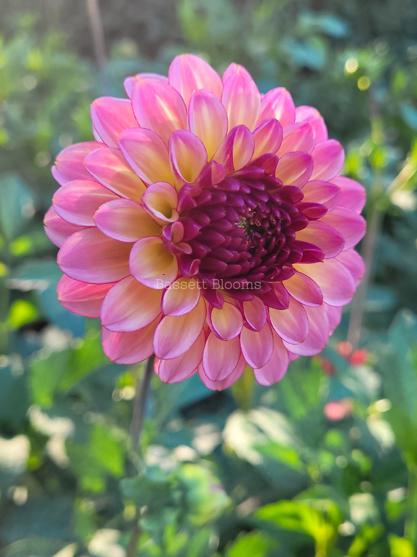 Foxy Lady - Dahlia Tuber