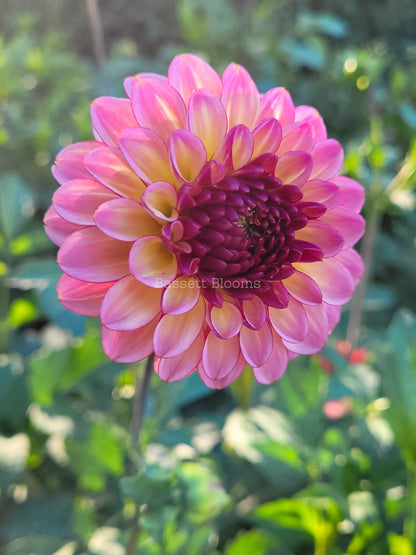 Foxy Lady - Dahlia Tuber