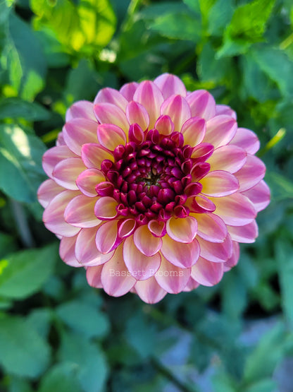Foxy Lady - Dahlia Tuber